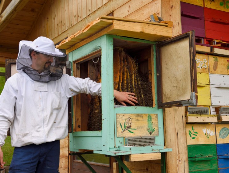 Beekeeper in white protective suit inspecting wooden hive with colorful painted panels