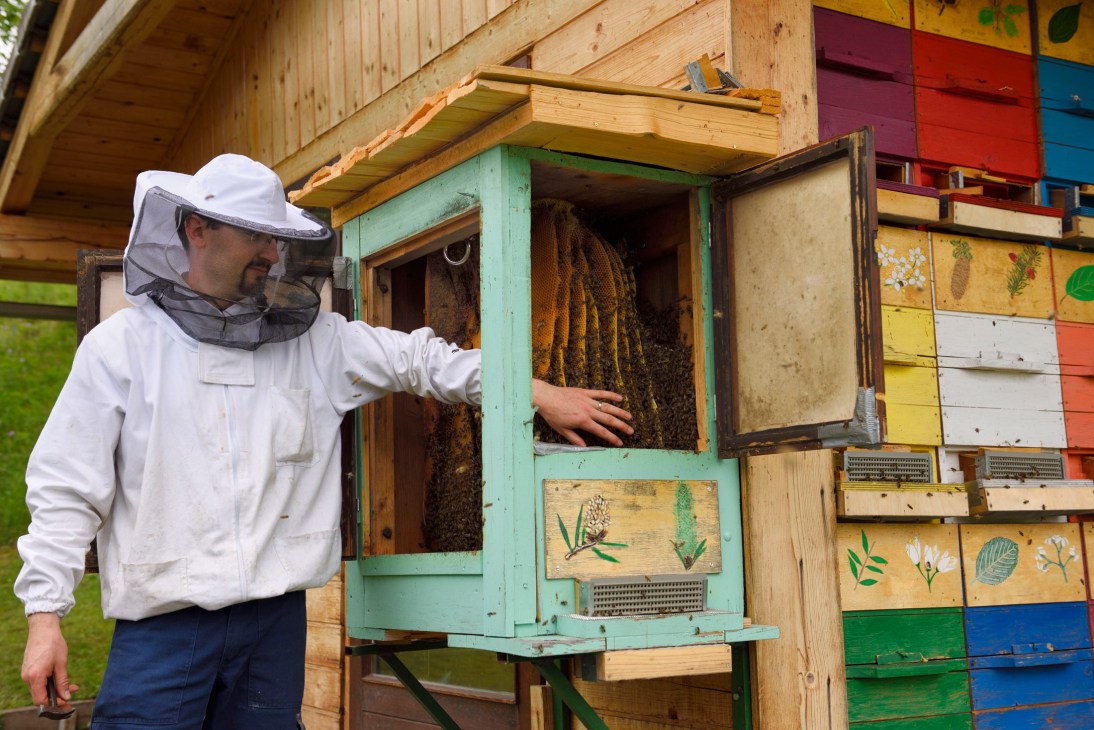 Beekeeper in white protective suit inspecting wooden hive with colorful painted panels