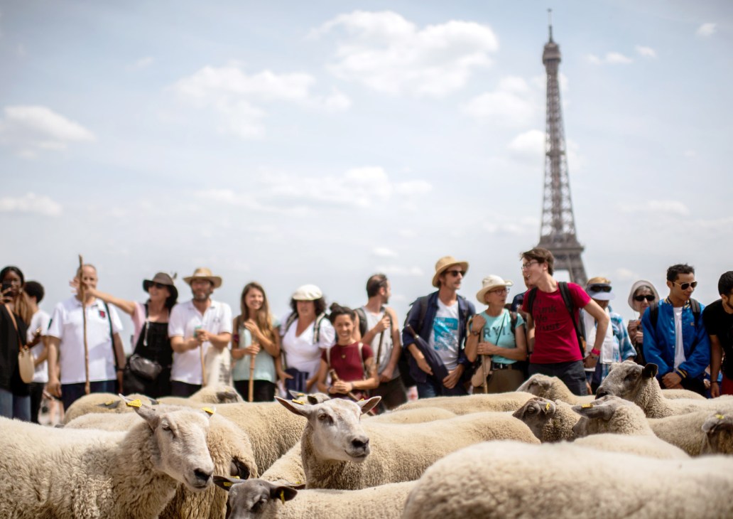 A flock of sheep grazes in front of the Eiffel Tower in Paris with tourists watching behind them.