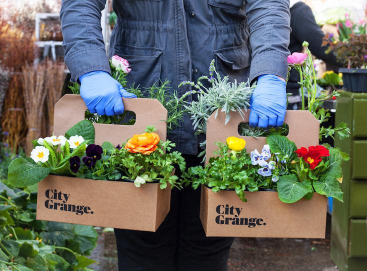 Person in blue gloves holding colorful flowering plants in cardboard City Grange branded boxes.