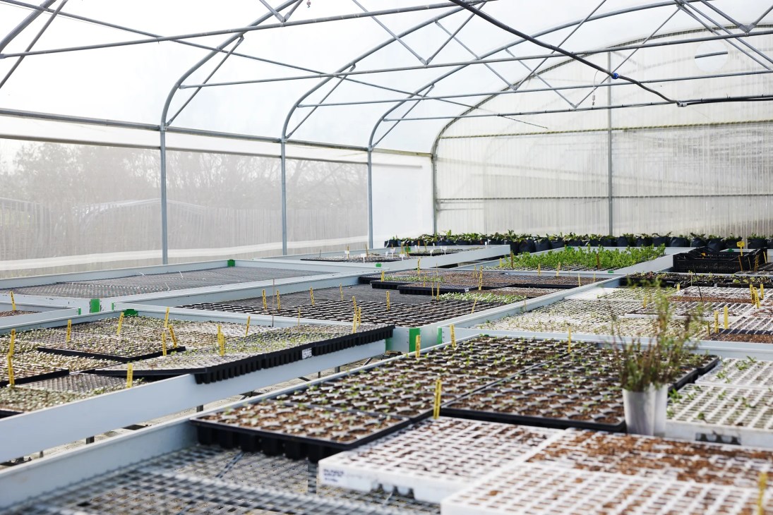Seedlings in a Halage greenhouse