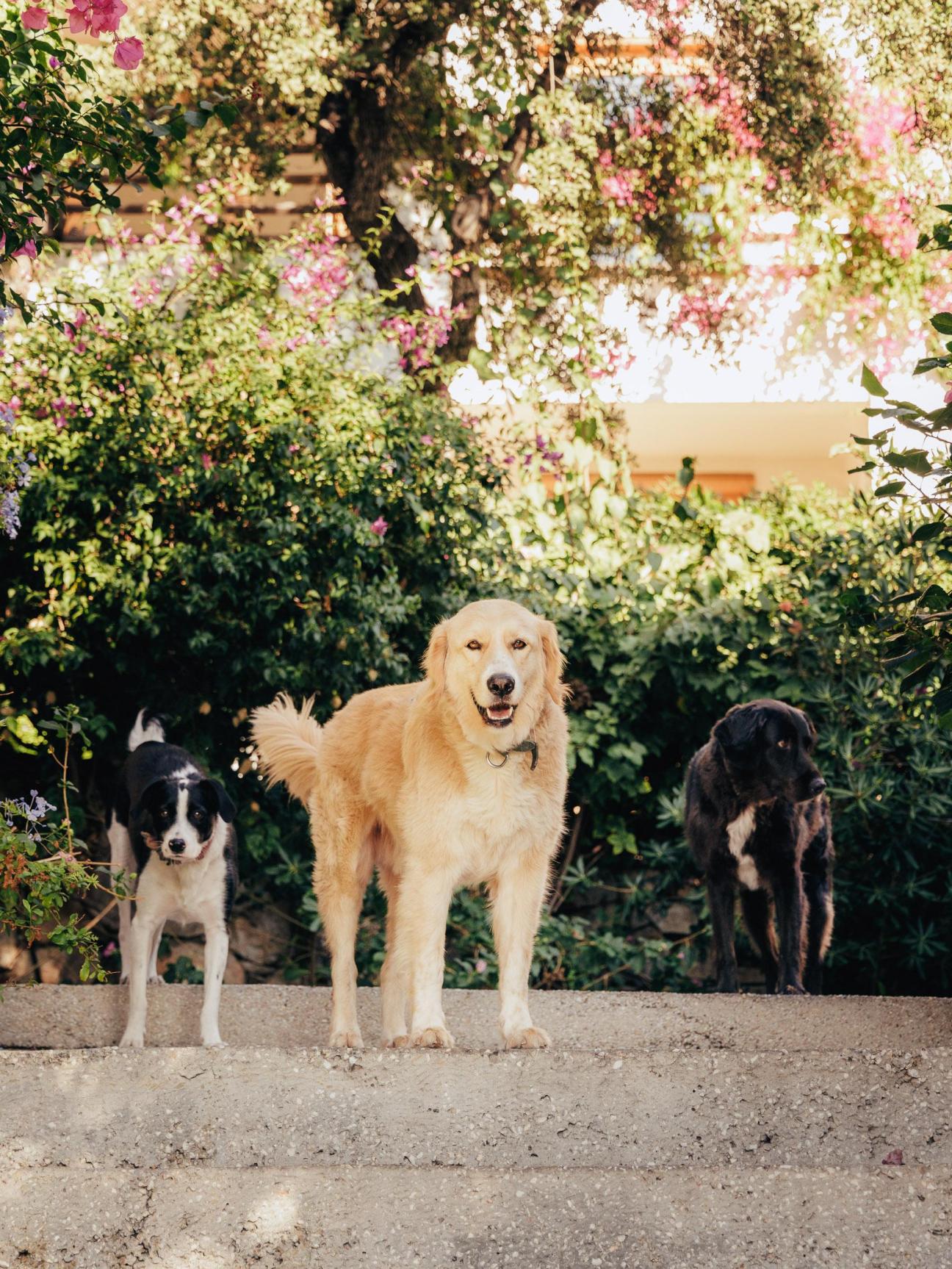 The Macakizi hotel’s three dogs: Lucy, Vasilis and Alexis