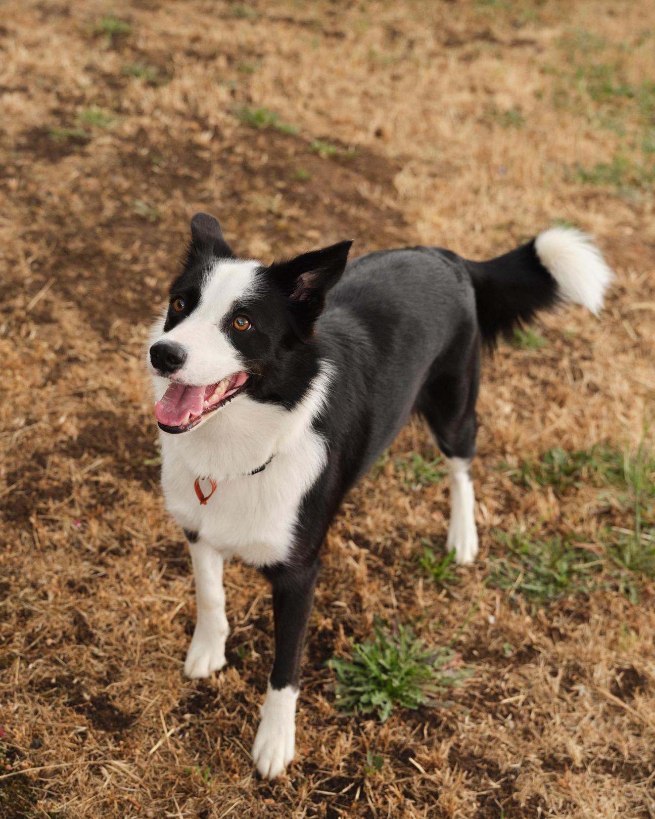 Friendly dog outside the Frankland Farmhouse Diner