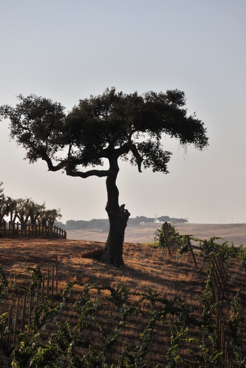 A tree in Alentejo.