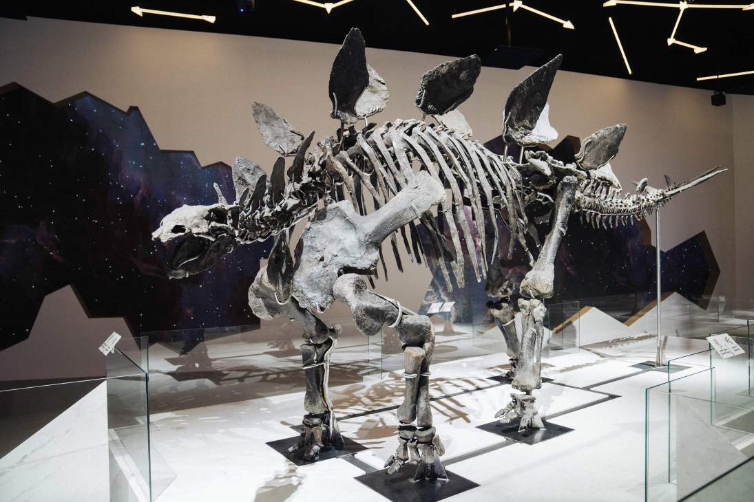 Skeleton of a pre-historic animal.