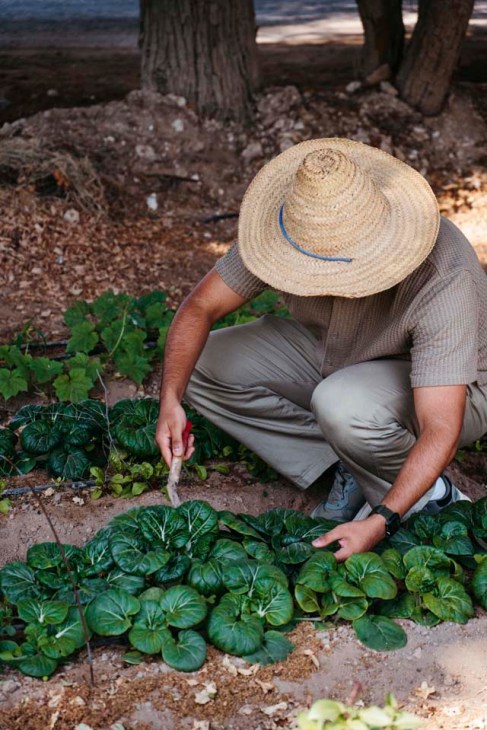 Qatari horticulture