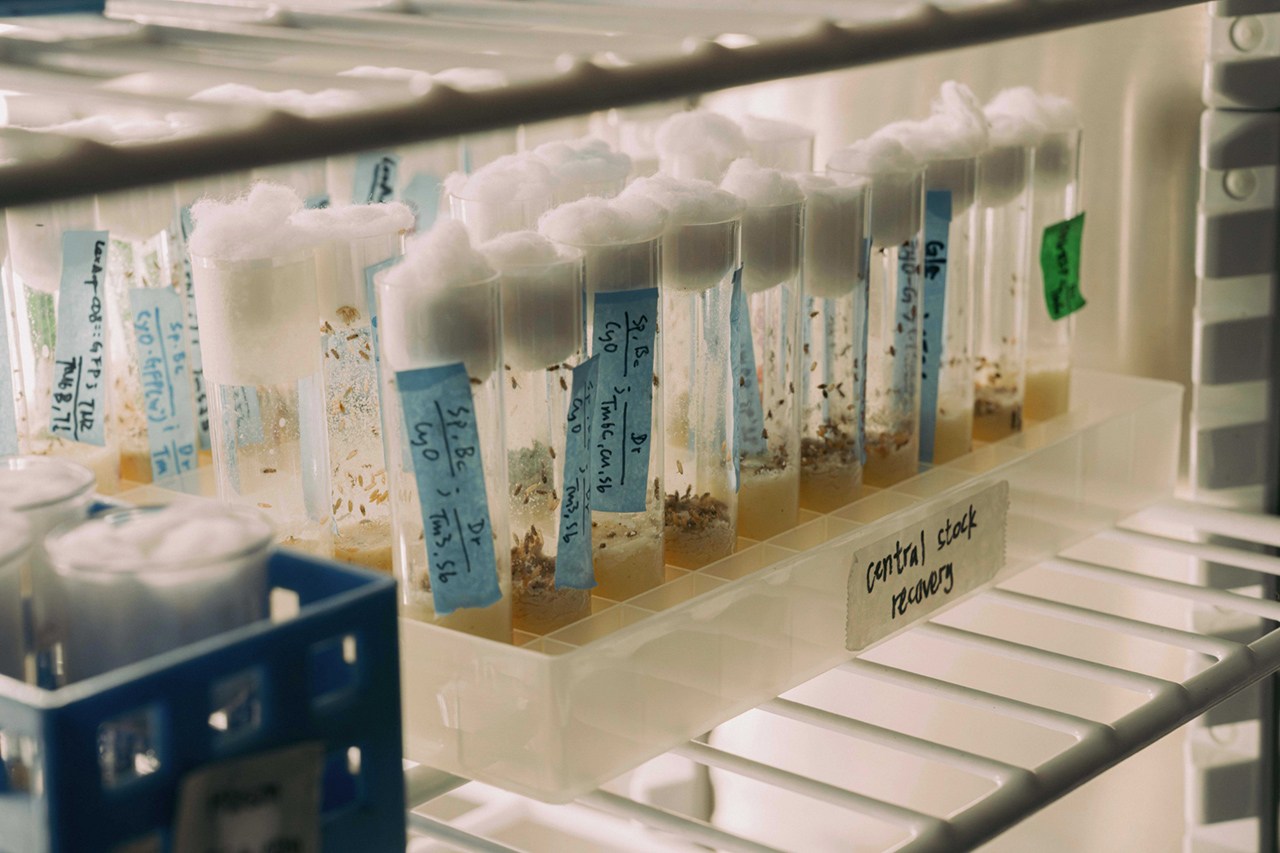Test tubes in a lab
