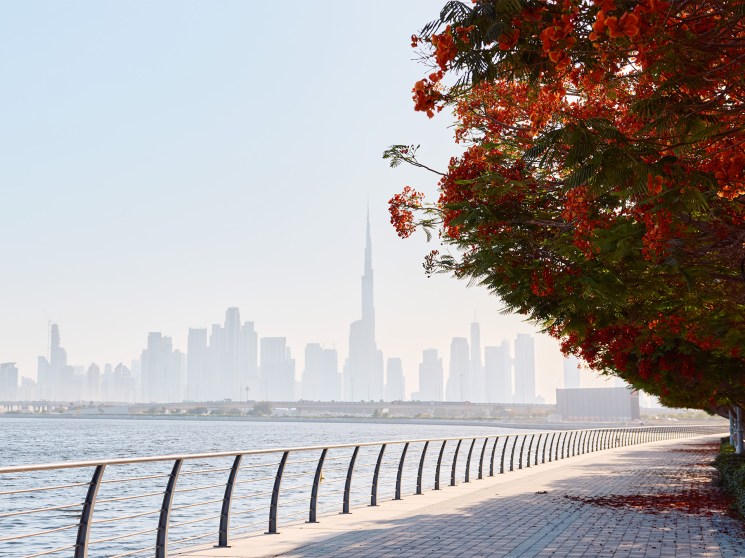 Can Flame Tree Season create Dubai’s own cherry-blossom moment?