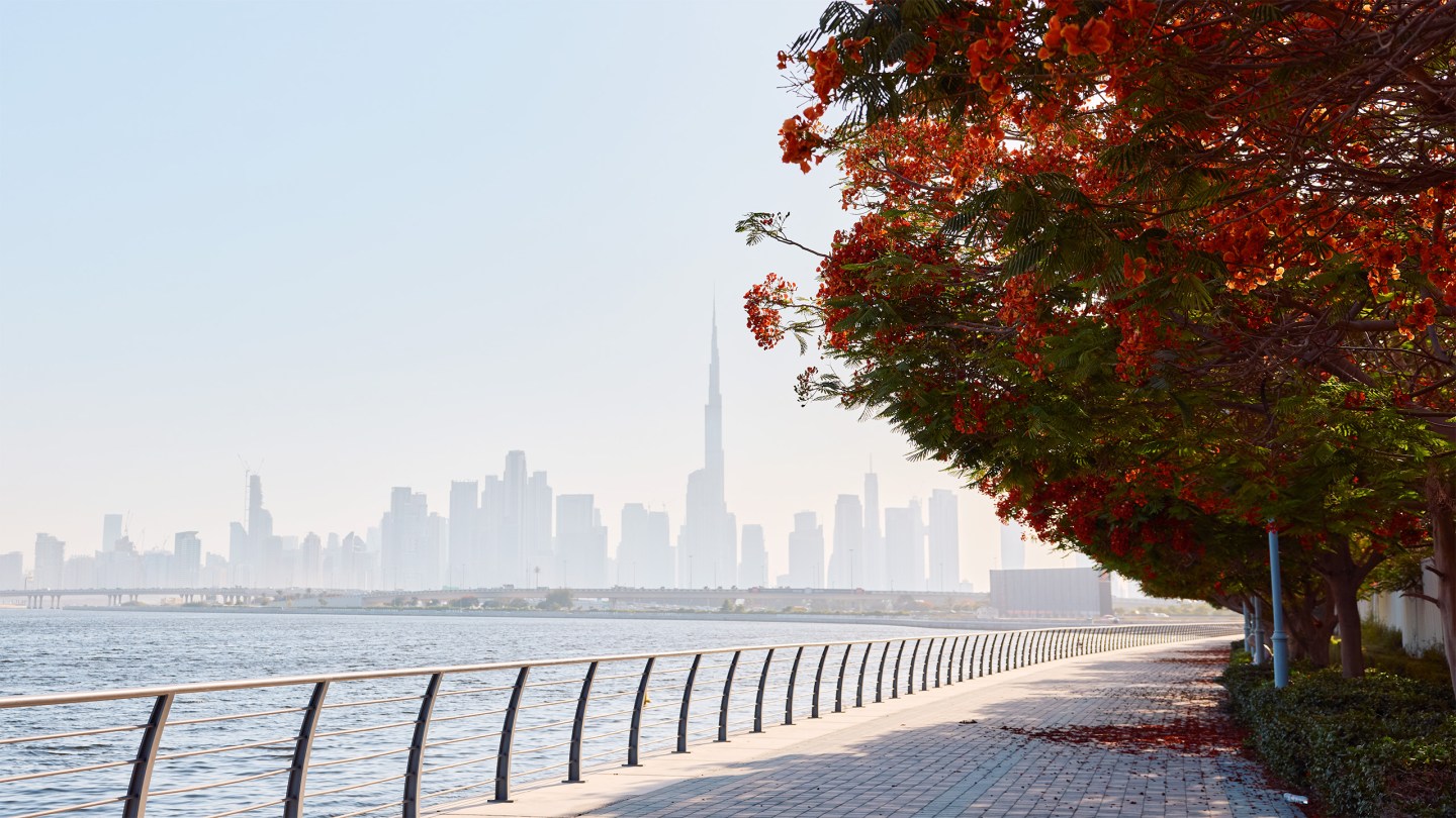 Can Flame Tree Season create Dubai’s own cherry-blossom moment?
