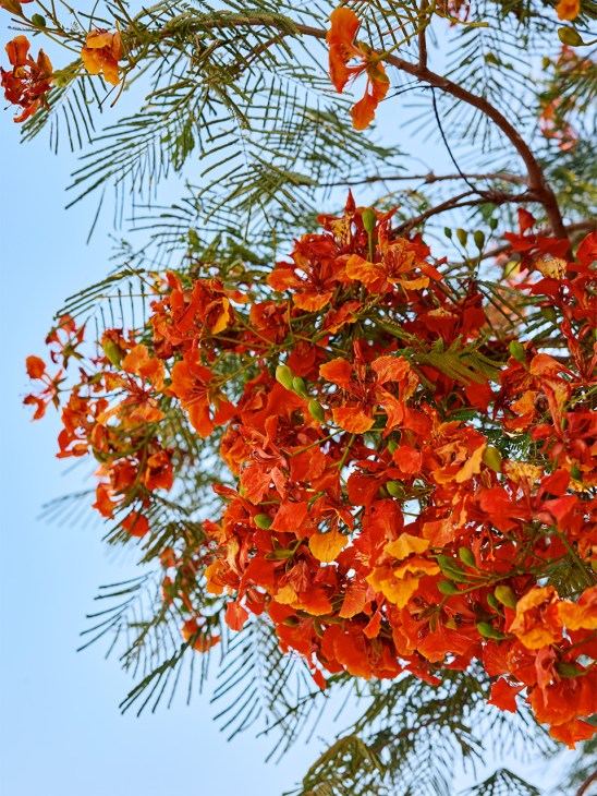 'Flame trees' in beautiful bright orange bloom