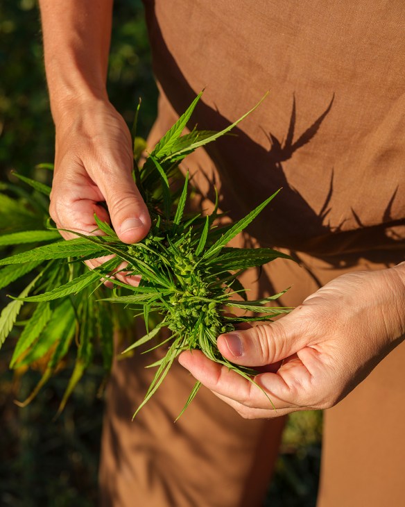 Two hands holding hemp grass