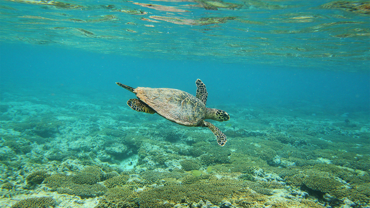 The blue economy, part one