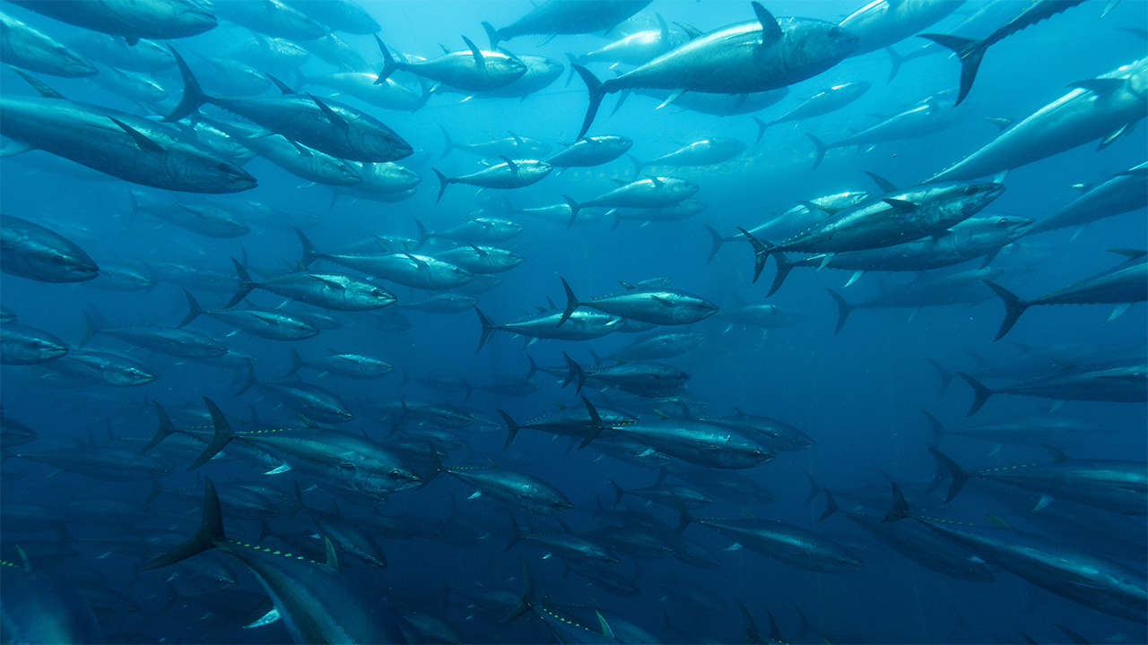 The blue economy, part two