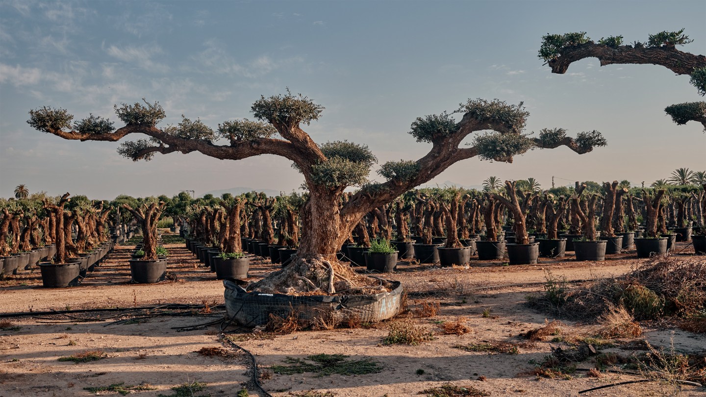 Money doesn’t grow on trees? The nursery cashing in on the world’s need for urban canopies says otherwise 