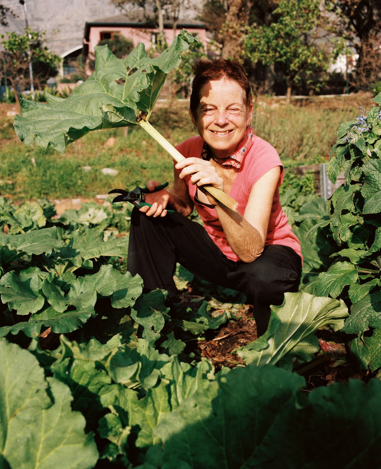 Smiling woman in pink shirt kneeling in vegetable garden holding large leafy greens and gardening shears