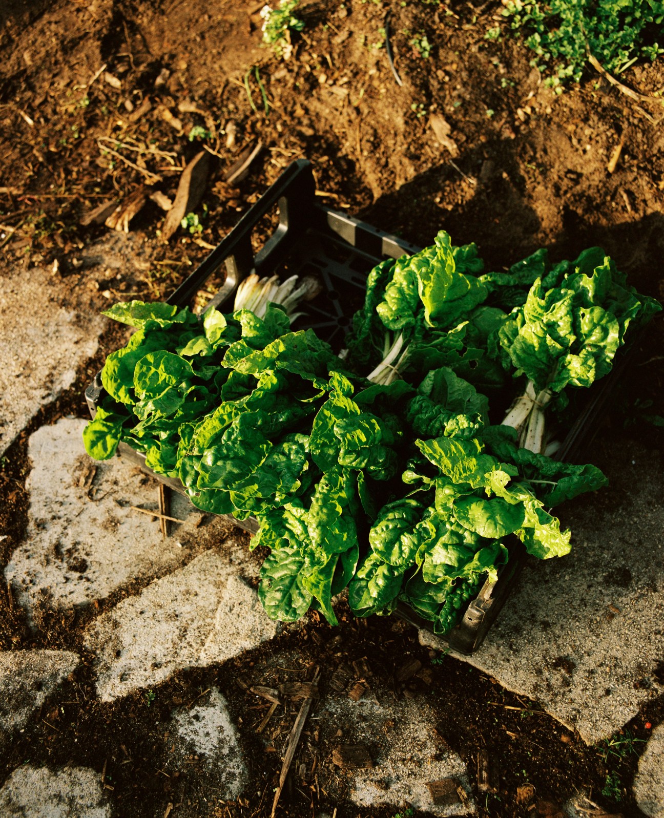 Freshly picked Swiss chard leaves in a dark wooden crate on dirt ground