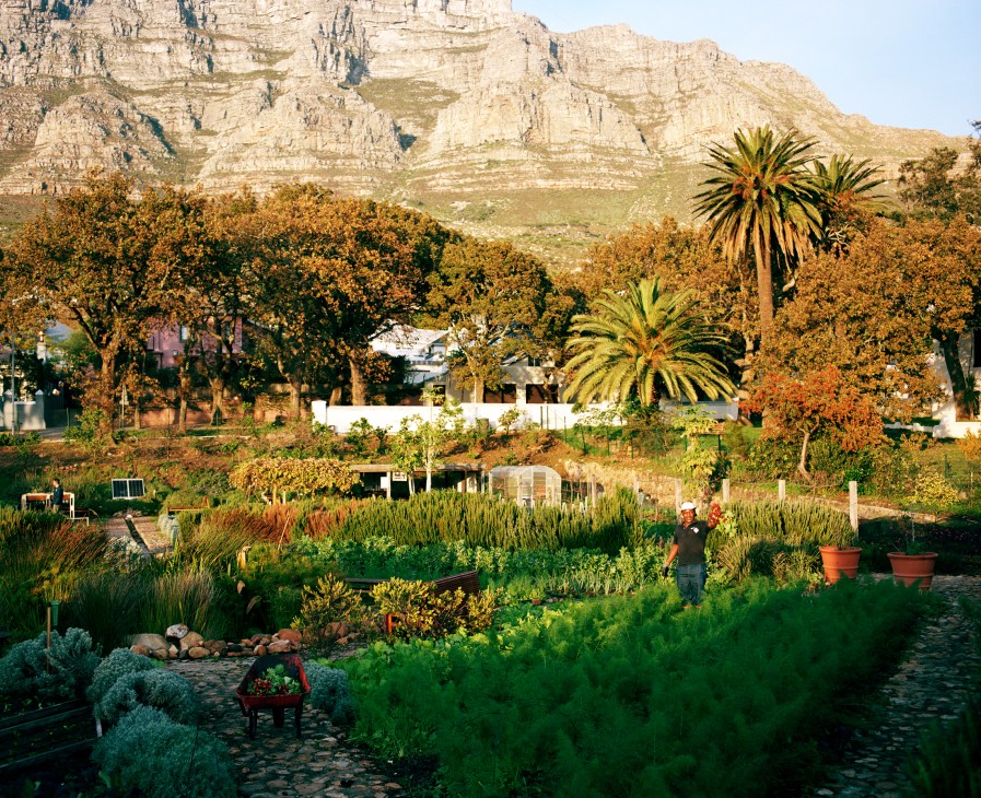 Table Mountain looms over Oranjezicht City Farm with lush garden plots, palm trees, and a person working among vegetables