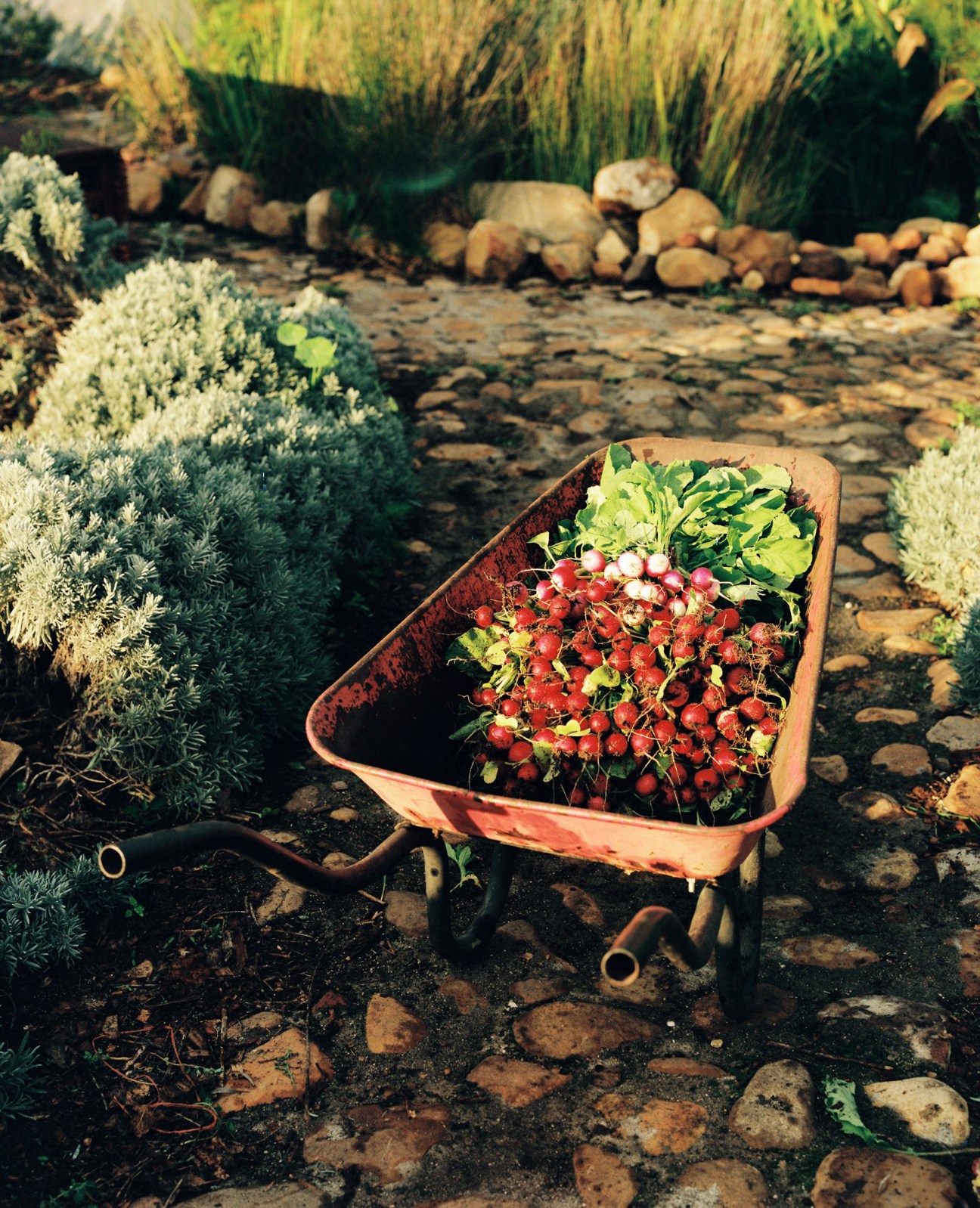 Red and white radishes with green leafy tops arranged in a rusty wheelbarrow on a stone path in a garden setting