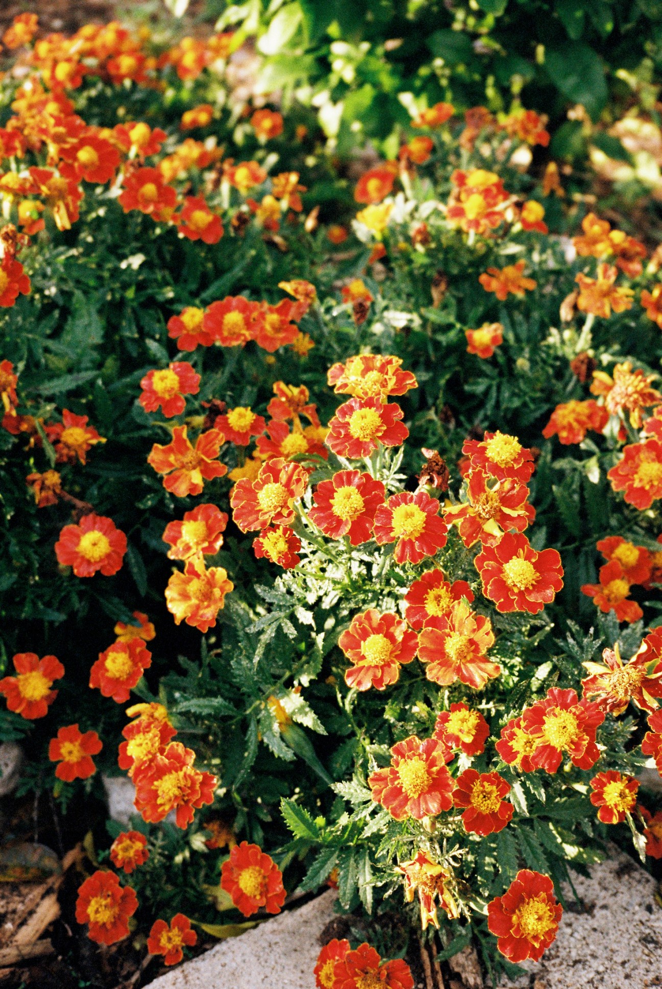 Vibrant orange and red marigolds with yellow centers in full bloom