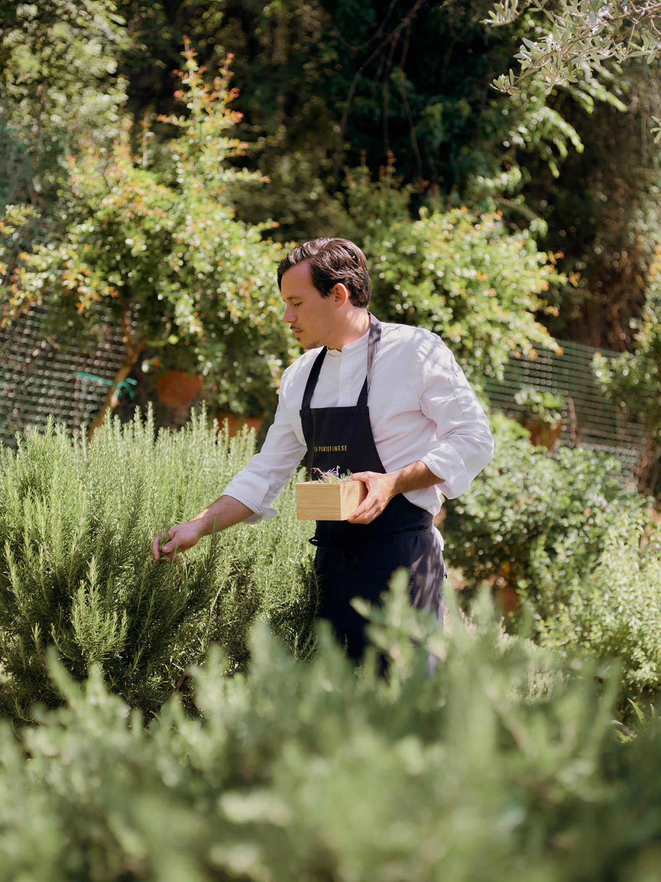Chef in white jacket and black apron harvesting fresh herbs from garden with wooden box in hand