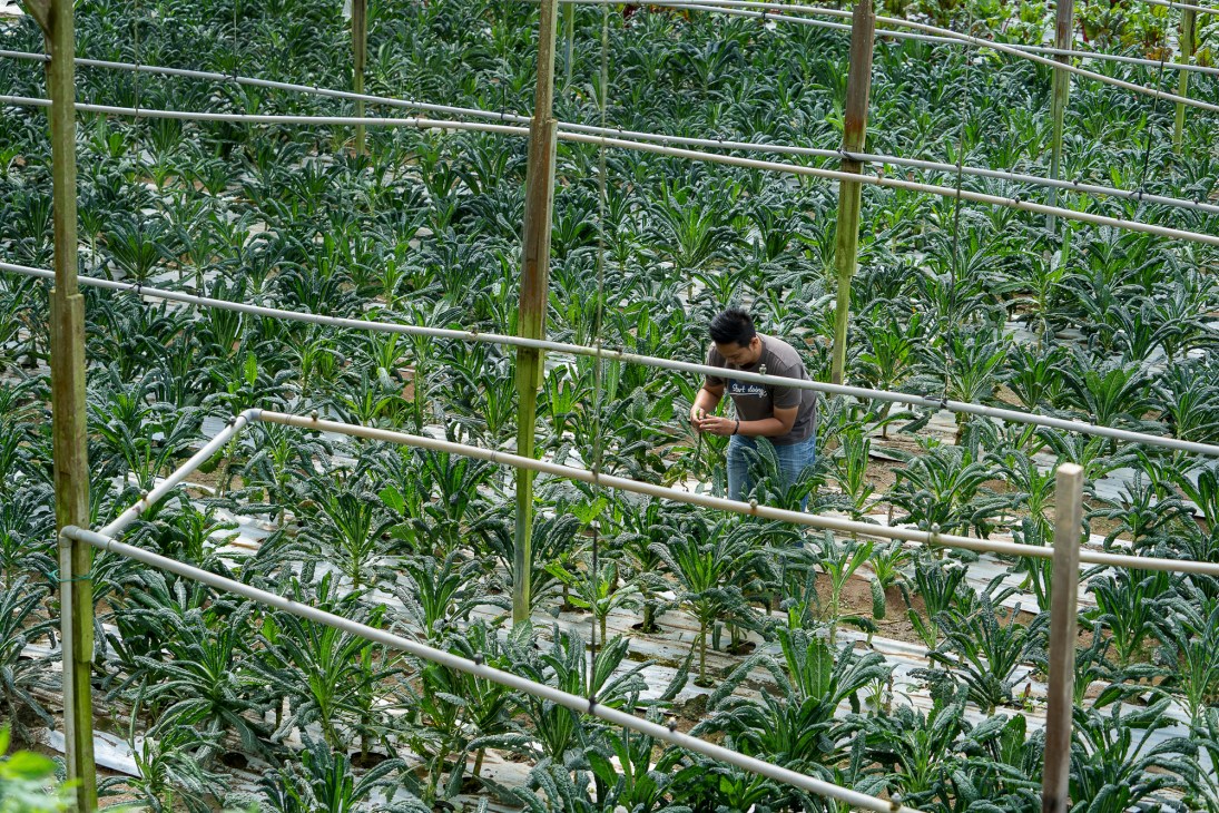 Person tending to plants in a structured agricultural setting with metal framework and organized growing beds