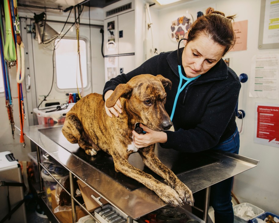 Jeanette Klemmt examining a brindle dog inside her mobile veterinary clinic