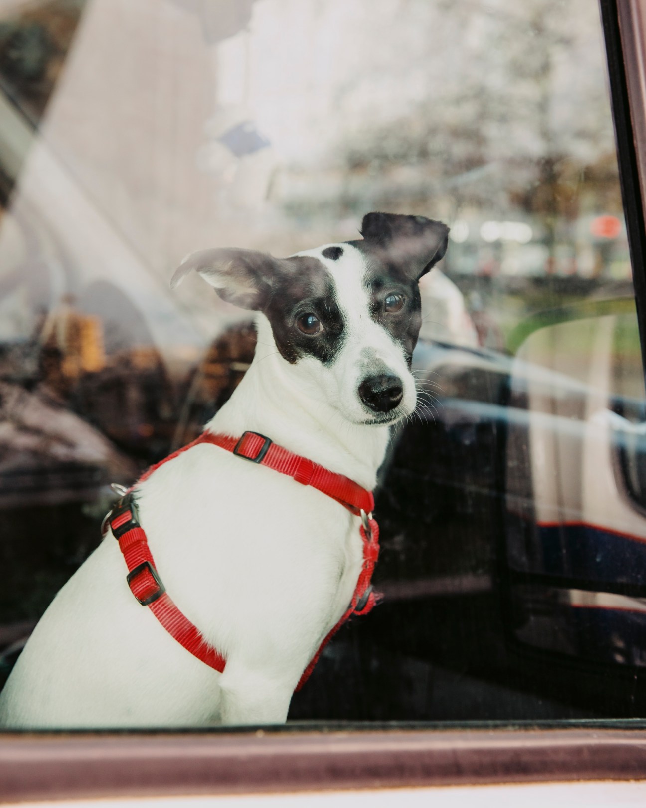 A black and white dog with a red harness looking through a car window