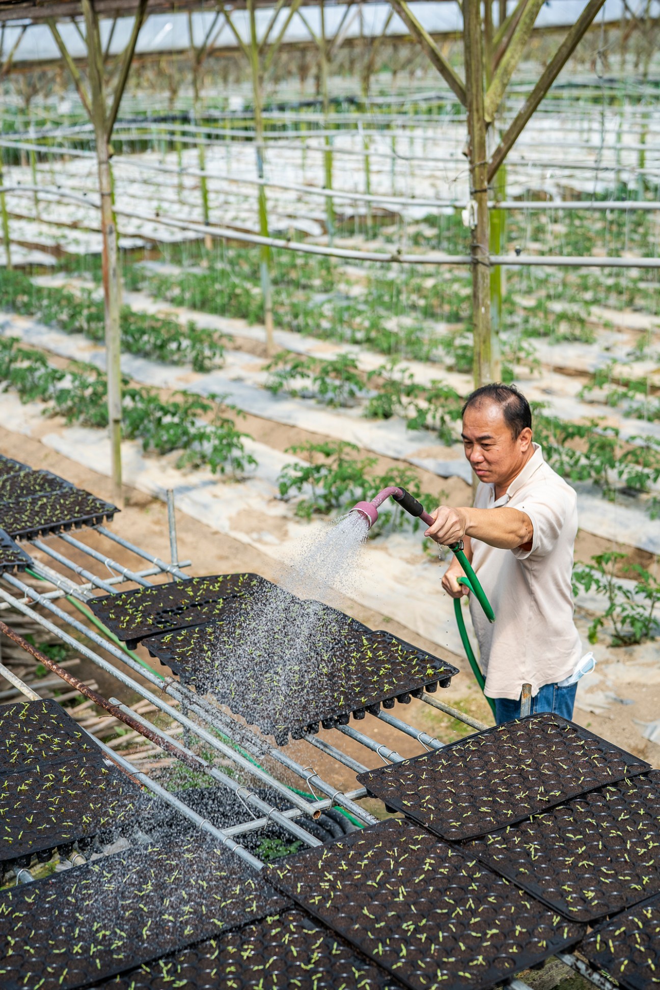 A man in a white shirt watering seedling trays in a greenhouse filled with young plants