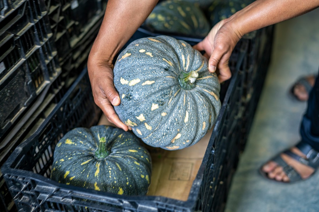 Hands holding green squash with yellow markings from shopping basket