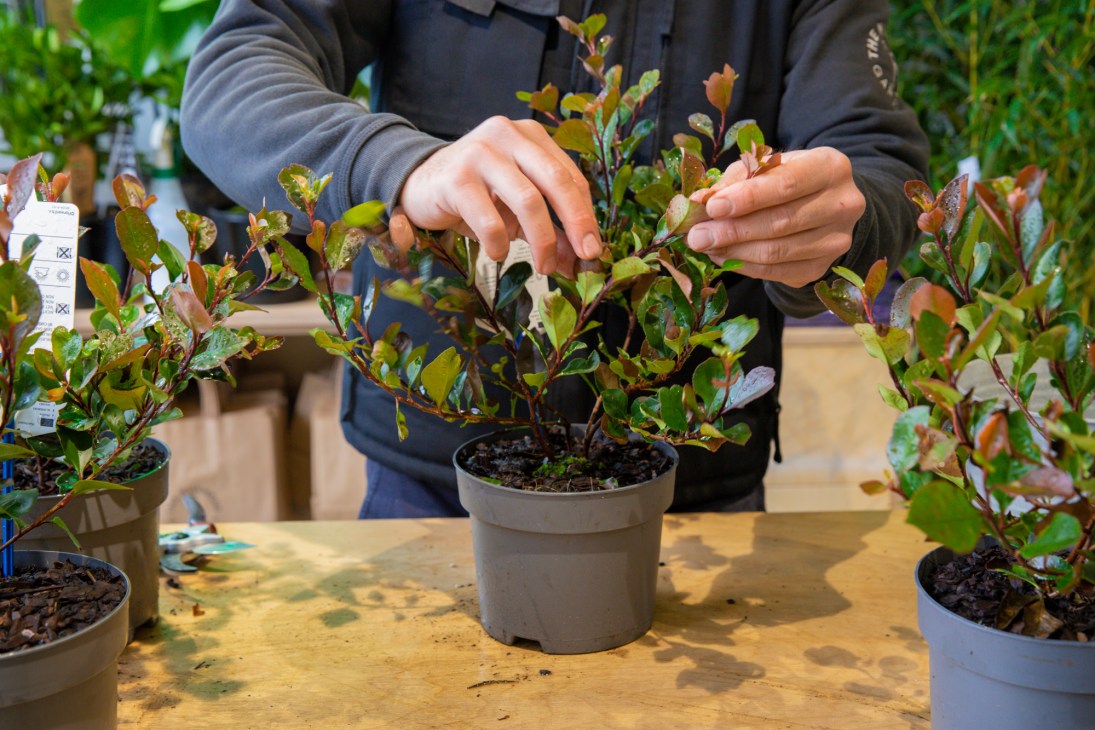 Hands touching a red robin plant in a grey pot at The Nunhead Gardener garden centre.