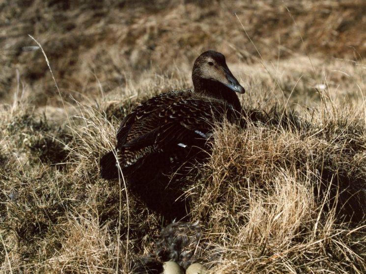 Mother eider duck sitting protectively on her nest with eggs visible beneath her in grassy terrain