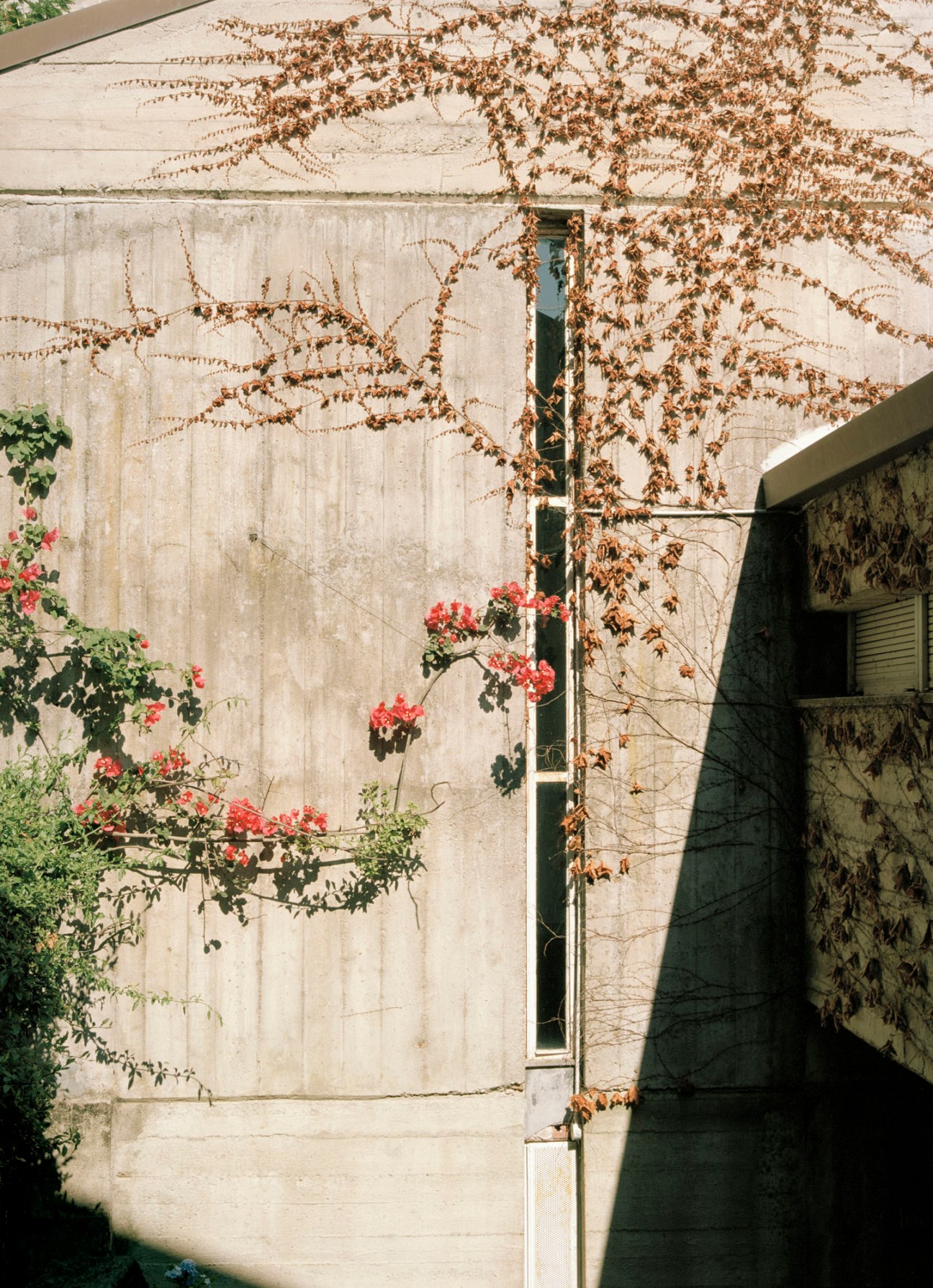 Concrete facade of modernist home with bougainvillaea and vegetation growing up the walls