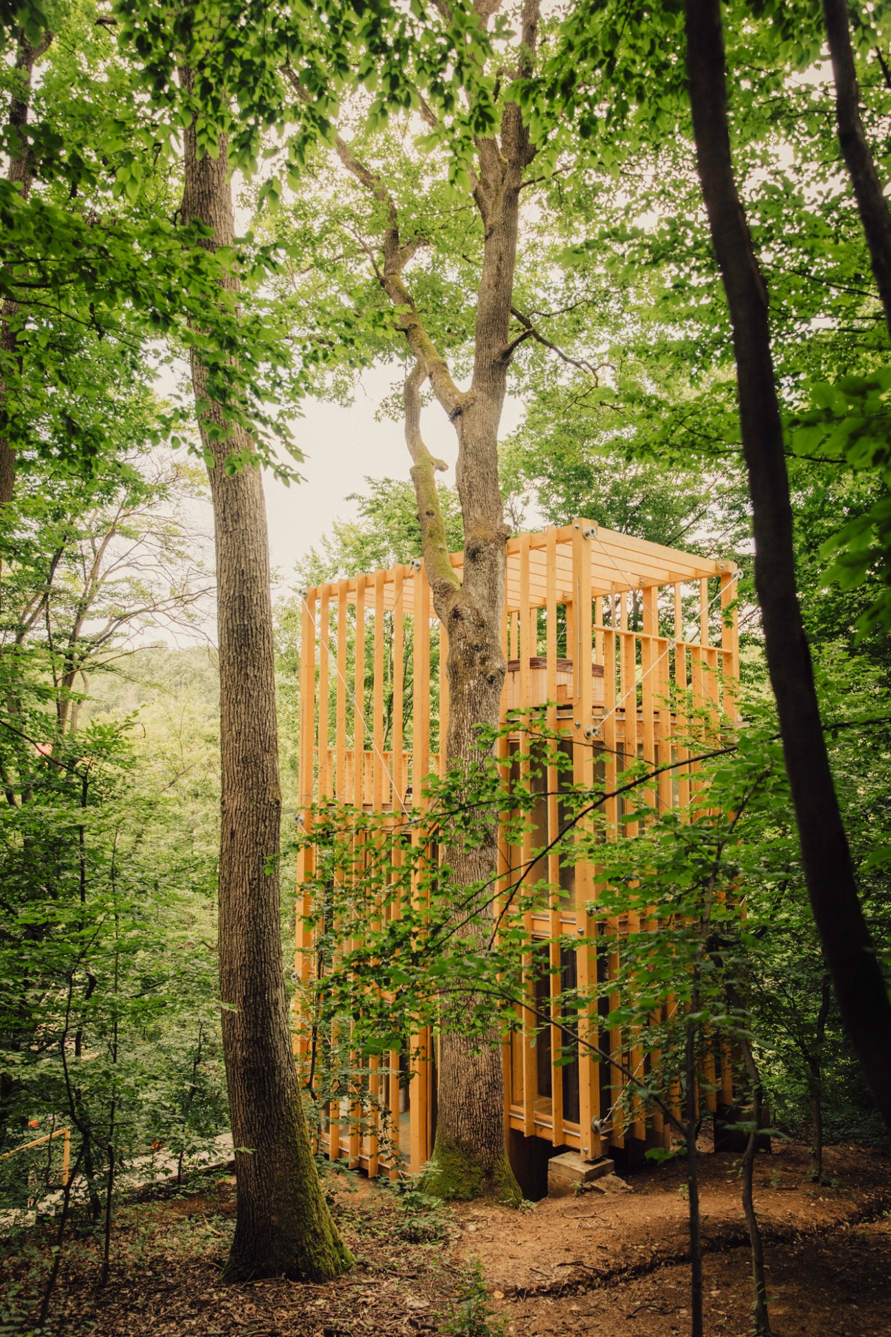 Wooden viewing platform structure built around tree trunk in forest setting