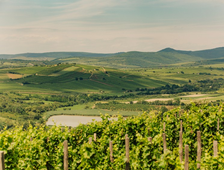 Traditional wine cellars carved into volcanic rock in Tokaj region showing aging barrels
