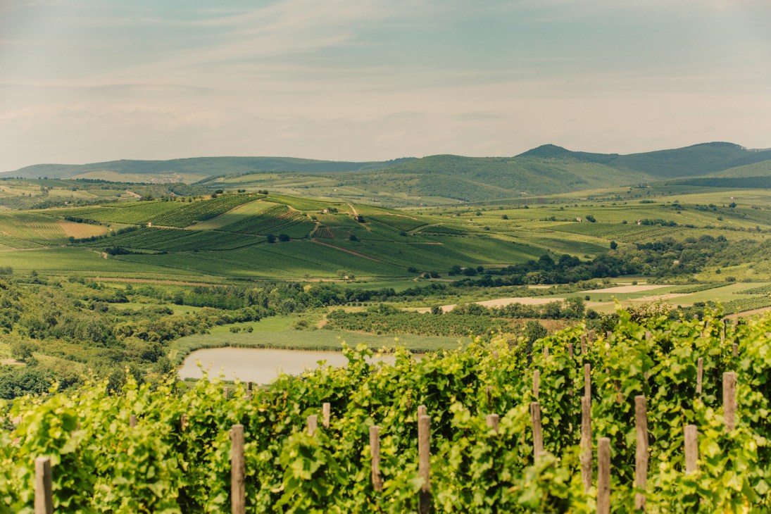 Traditional wine cellars carved into volcanic rock in Tokaj region showing aging barrels