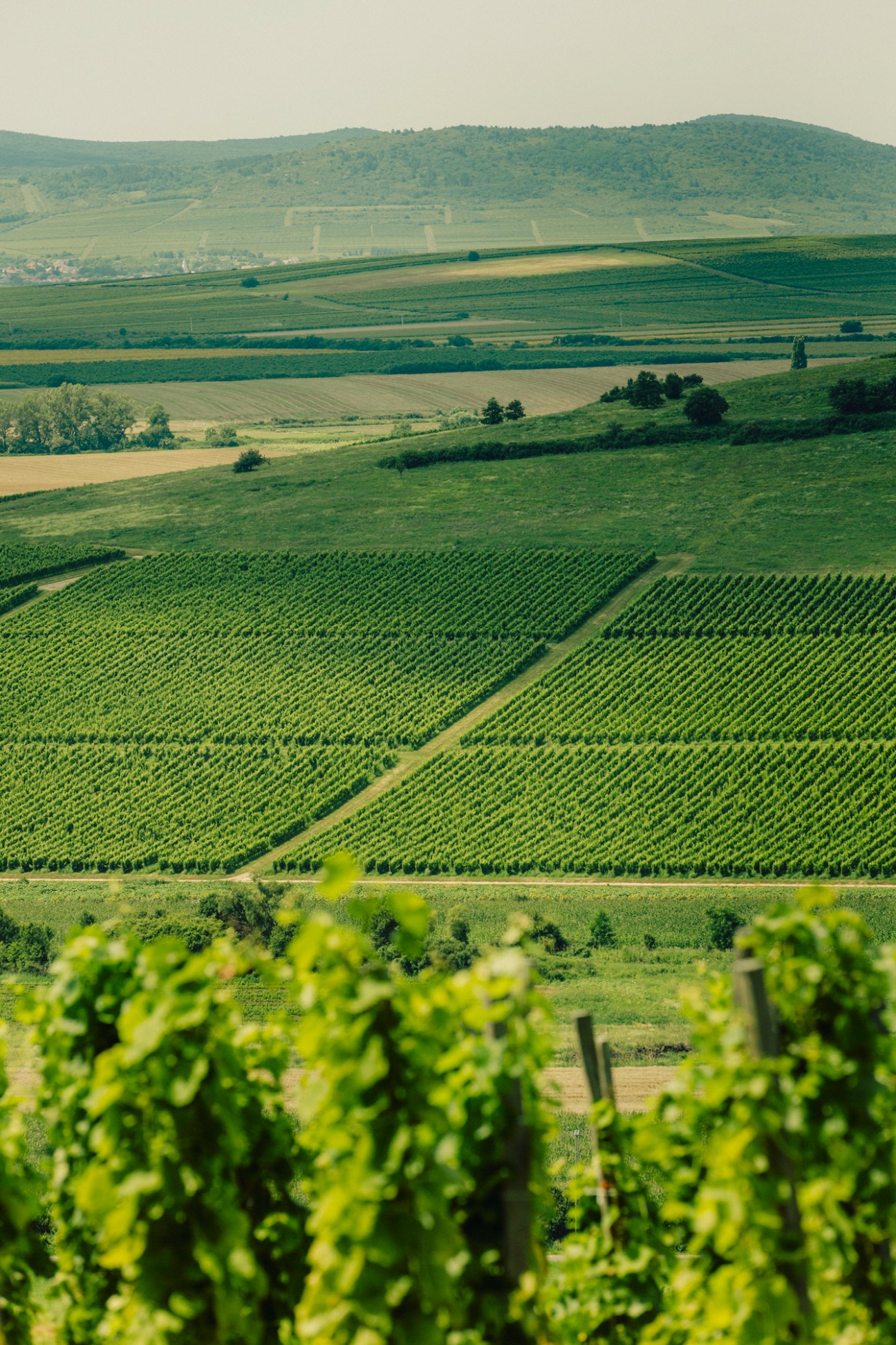 Rolling vineyards with neat rows of grapevines stretching across green hills in Tokaj wine region