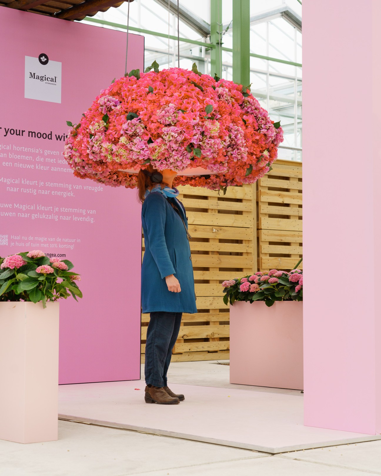 Person in blue coat carrying large spherical arrangement of pink hydrangeas in greenhouse setting