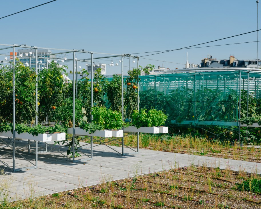 Rooftop garden with raised white planter boxes, support structures, and green netting against urban skyline