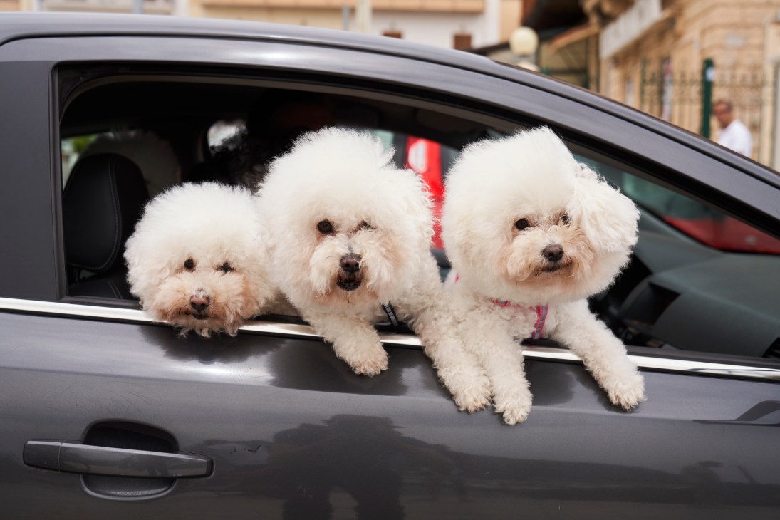 Three white fluffy dogs looking out of a car window