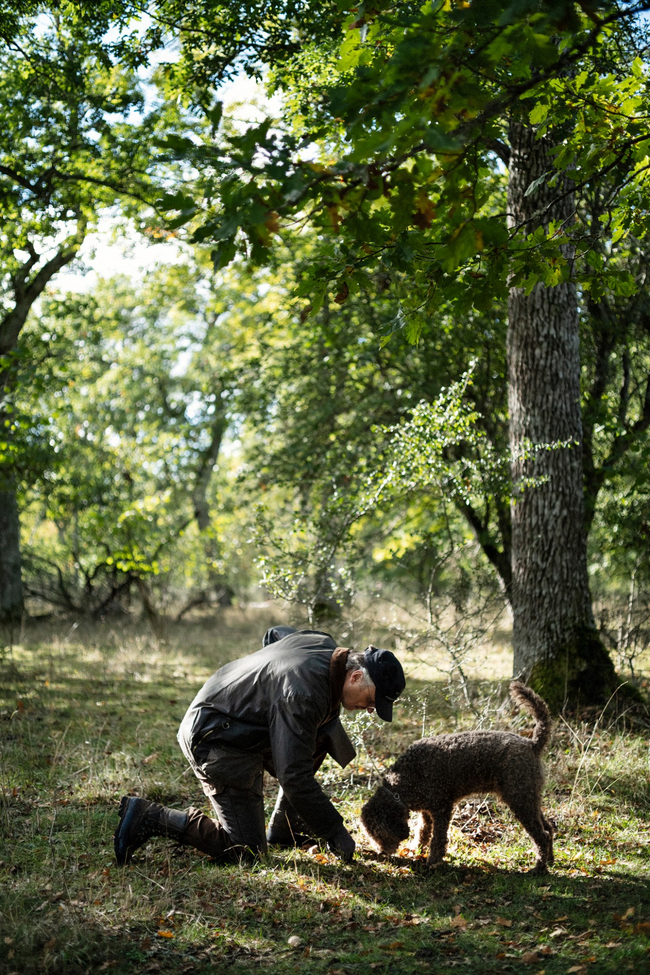 Person kneeling beside a trained dog searching for truffles beneath oak trees on Gotland, Sweden.