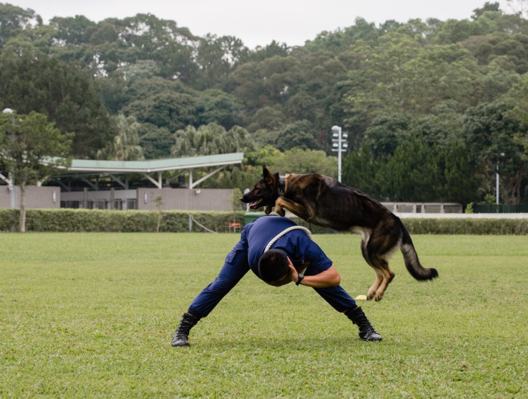 Puppy power