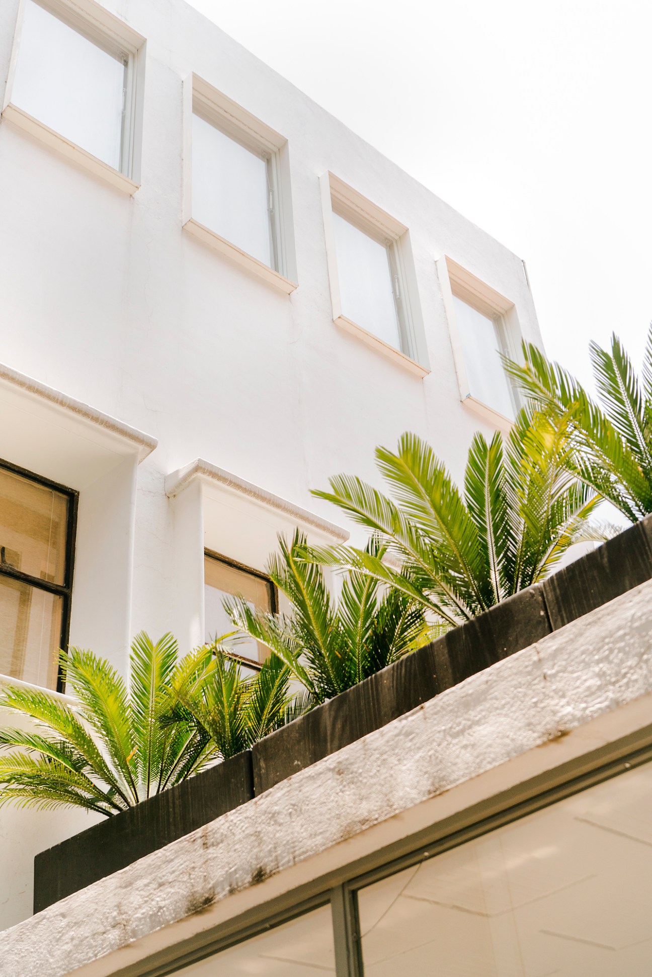 White modernist building exterior with palm trees and horizontal windows