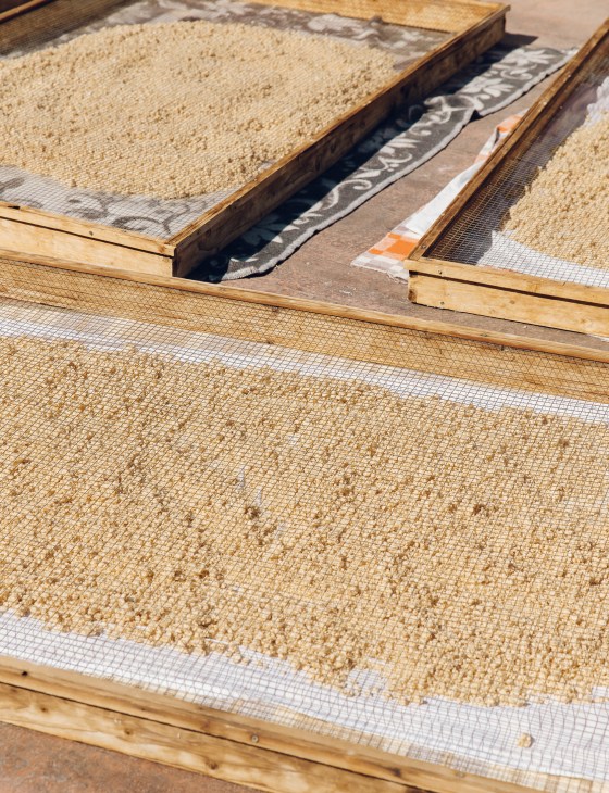 Cracked wheat fermented in yoghurt laid out on mesh screens in wooden frames drying in the sun.