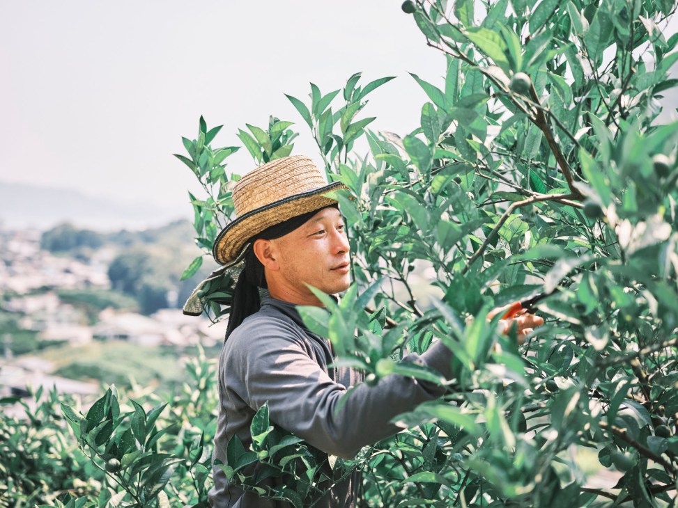 Organic citrus farmer Kentaro Nose standing among green leafy citrus trees in his orchard