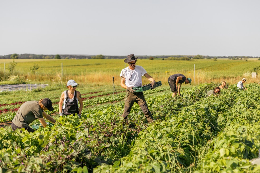 Workers harvesting vegetables at a Tiny Farms organic plot with green crates in a field outside Berlin