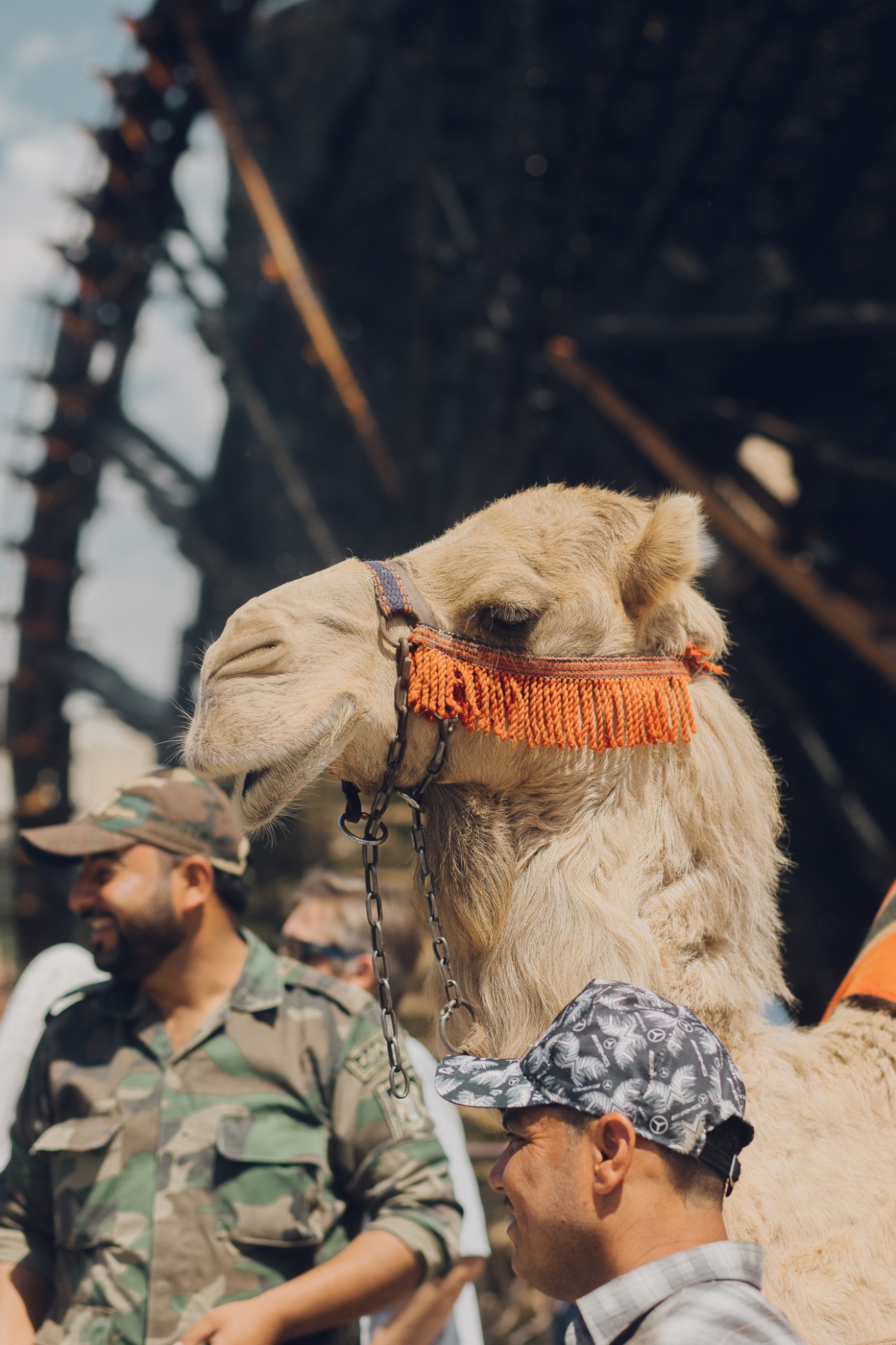 Camel with decorative orange halter standing near soldiers in camouflage uniforms