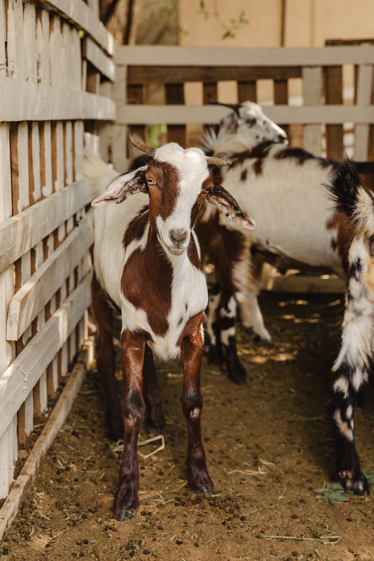 Brown and white goats in a pen at Emirates Bio Farm in the UAE.