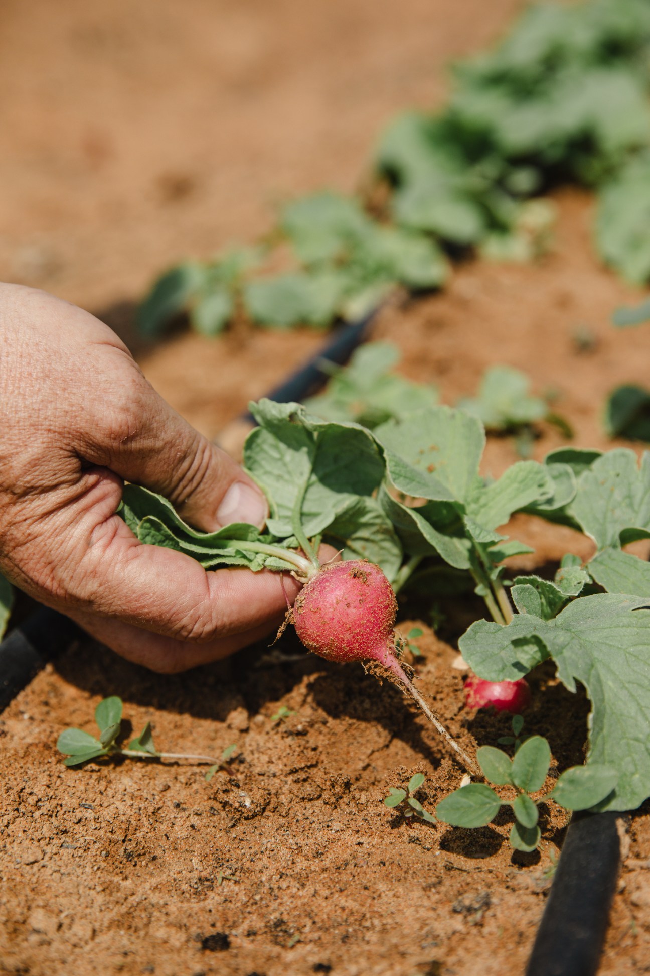 A hand harvesting a pink radish from soil at Emirates Bio Farm in the UAE.