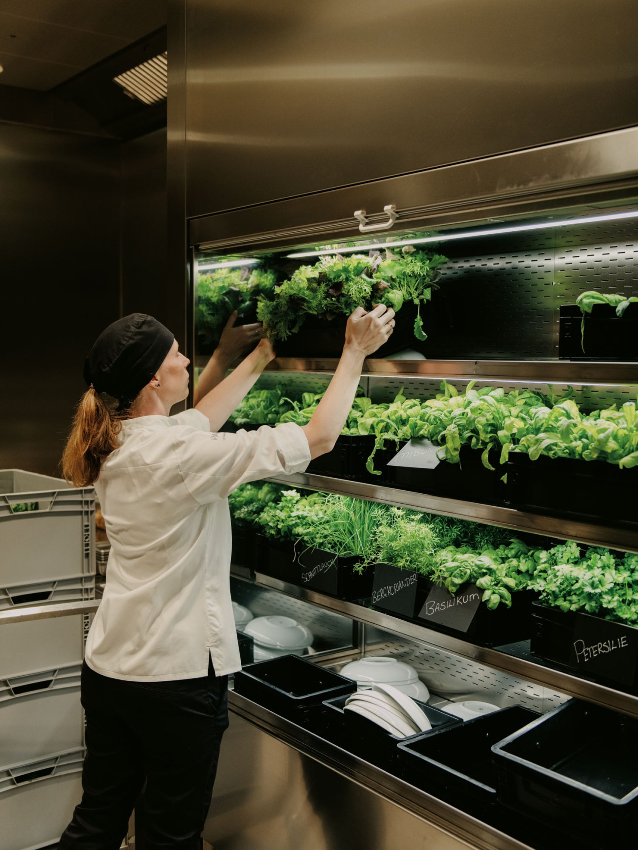 Woman in white chef's coat harvesting fresh herbs from growing shelves in modern canteen kitchen