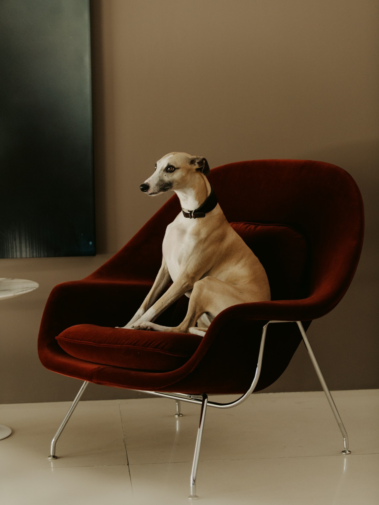 Whippet dog sitting in burgundy velvet modern chair with chrome legs